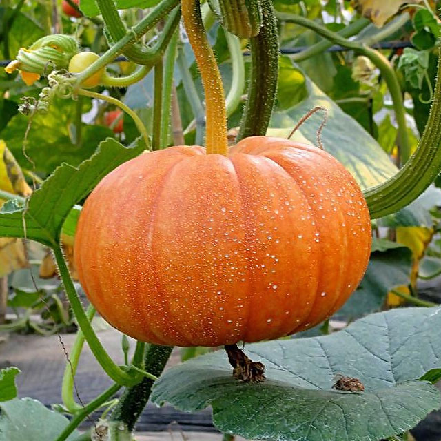 南瓜配送-蔬菜配送-深圳市七畝地農產品實業有限公司